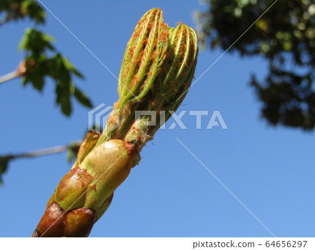 頂端有卵形的芽，葉芽和花芽紅花 64656297
