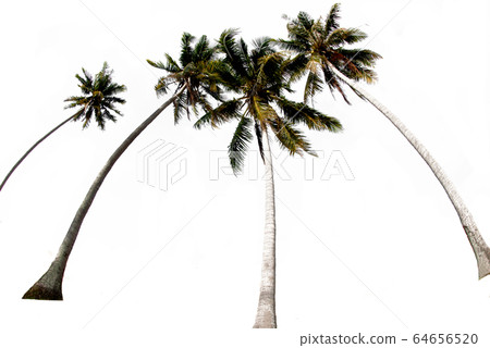 Groups of coconut trees on a white background along the cutting path. 64656520