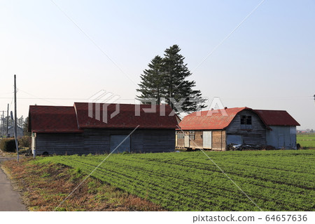 北海道十勝地區 田野中遺留的舊牛棚（馬厩） 64657636