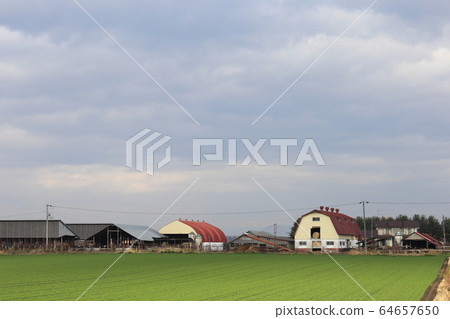Scenery with farms in the Tokachi region of Hokkaido 64657650