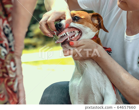 handler shows teeth of a Jack Russell Terrier to an expert 64657660