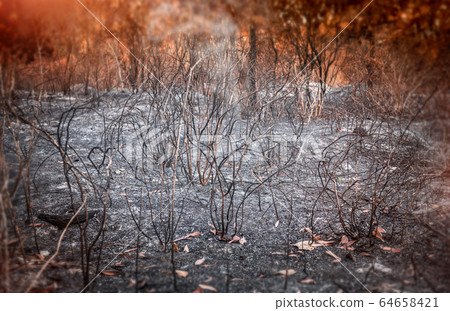 Wildfire burnt tree bush and ashes. Wildfire burnt tree bush and ashes. 64658421