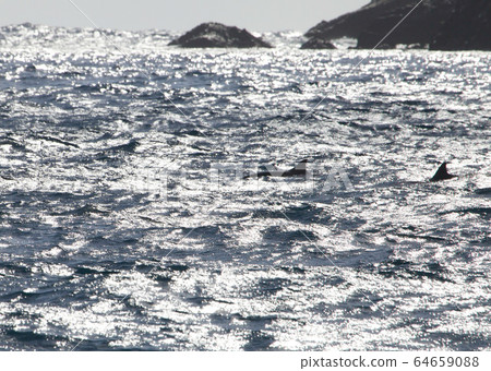Dolphins , Fernando de Noronha 64659088