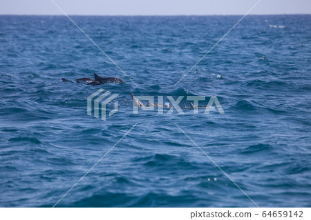 Dolphins , Mediterrean sea 64659142