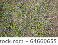 Top view of gren grass in the meadow 64660655