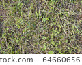 Top view of gren grass in the meadow 64660656
