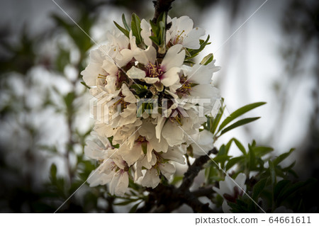 Corsage of flowers of a cherry blossom. Corsage of flowers of a cherry blossom. 64661611