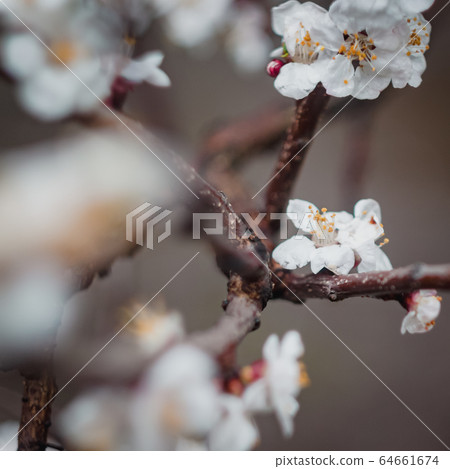 Apricot flowers on a tree, in the sunlight. Close-up. Selective focus. Blur . Moody toning, trend. Apricot flowers on a tree, in the sunlight. Close-up. Selective focus. Blur . Moody toning, trend. 64661674
