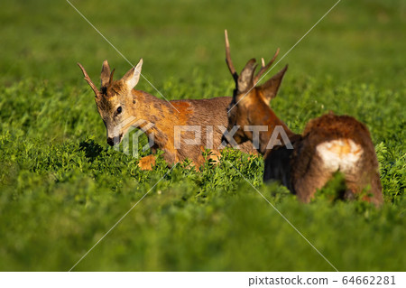 Rivalry of roebucks in a territorial fight in spring nature at sunrise 64662281