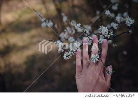 girl holds a branch of blossoming apricots in her 64662354