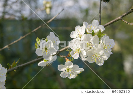 early spring cherry blossoms by the garden 64662550