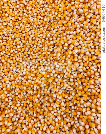 lots of dry peas for soup food background 64664416