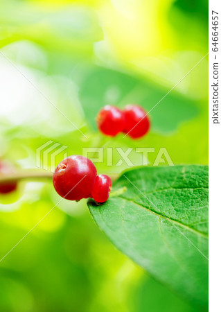 葫蘆的果實 葫蘆的果實 64664657