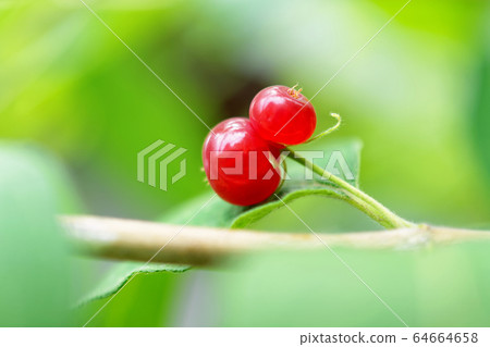 葫蘆的果實 葫蘆的果實 64664658