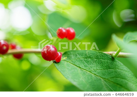 葫蘆的果實 葫蘆的果實 64664659