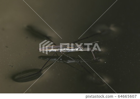 Namia mombo 64665607