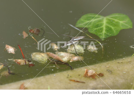 Namia mombo Namia mombo 64665658