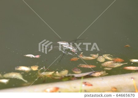 Namia mombo 64665670