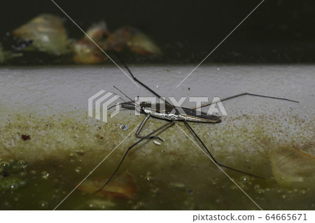 Namia mombo 64665671