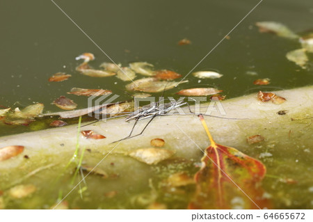 Namia mombo 64665672