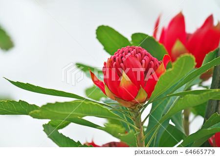 紅色的telopea pecchiosissima花 紅色的telopea pecchiosissima花 64665779