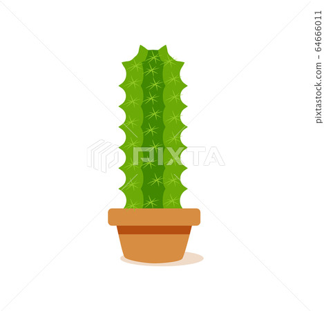 Isolated cactus icon Isolated cactus icon 64666011