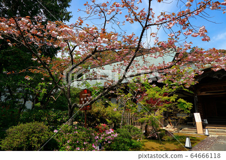 雙櫻花 雙櫻花 64666118