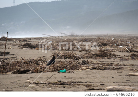Crow and natural disaster image Crow and natural disaster image 64666216