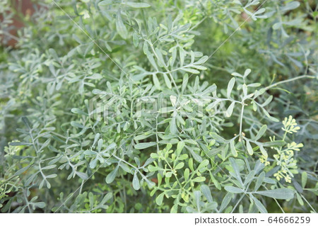 Henruda leaves Henruda leaves 64666259