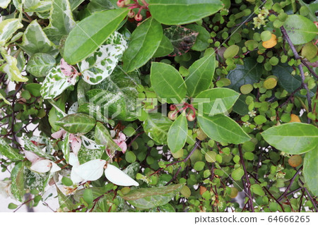 Group planting of leaf plants 64666265