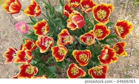 Tulip 64666365