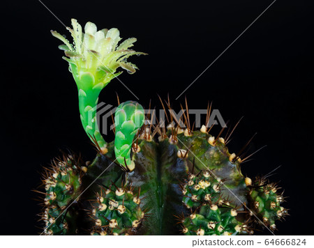 flower of cactus for background image. 64666824