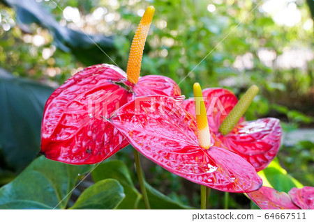 Red and pink anthurium flowes named also tailflower, flamingo flower, laceleaf 64667511