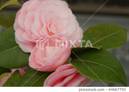 Camellia flower light red Camellia flower light red 64667705
