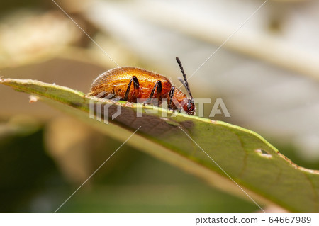 Brown Leaf-rolling Weevil Brown Leaf-rolling Weevil 64667989