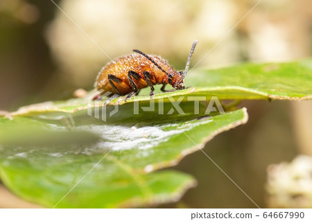 Brown Leaf-rolling Weevil Brown Leaf-rolling Weevil 64667990