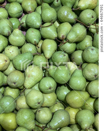 lots of ripe delicious sweet pears to eat like a background lots of ripe delicious sweet pears to eat like a background 64667991