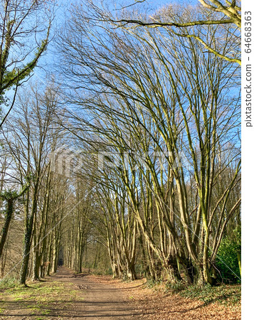 Trees without leaves against a blue sky. Bottom-up view. Trees without leaves against a blue sky. Bottom-up view. 64668363