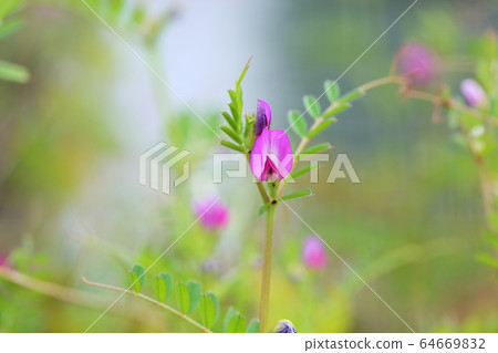 野豌豆花 64669832