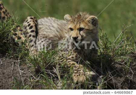  Cheetah 64669867
