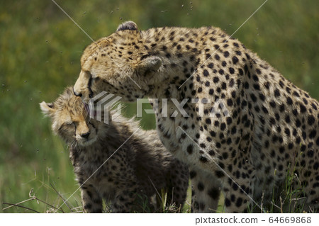  Cheetah 64669868