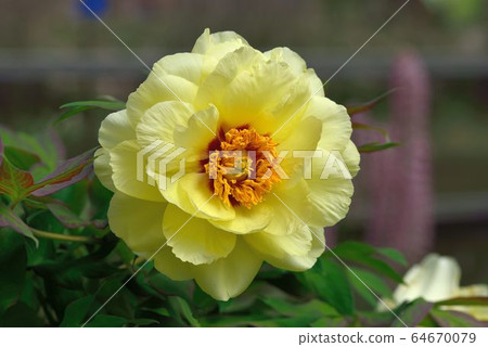 海黃牡丹(Paeonia suffruticosa Andr.)被評為牡丹中的「極品」 64670079