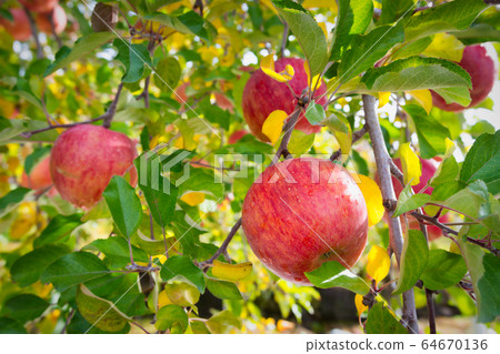 蘋果樹和水果蘋果 64670136