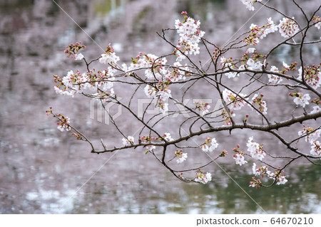 Reflection of cherry blossoms Reflection of cherry blossoms 64670210