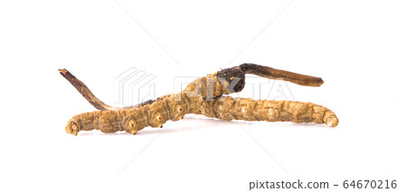 Ophiocordyceps sinensis (CHONG CAO, DONG CHONG XIA Ophiocordyceps sinensis (CHONG CAO, DONG CHONG XIA 64670216