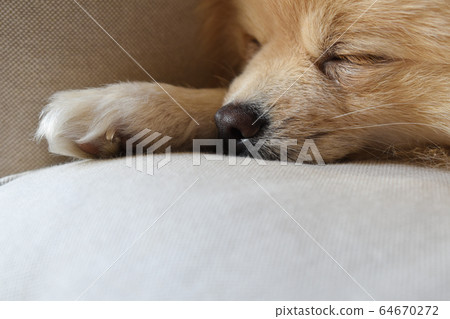 Pet pomeranian indoor dog sofa nap 64670272