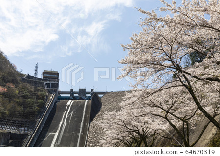 Akigawa dam cherry blossoms Akigawa dam cherry blossoms 64670319