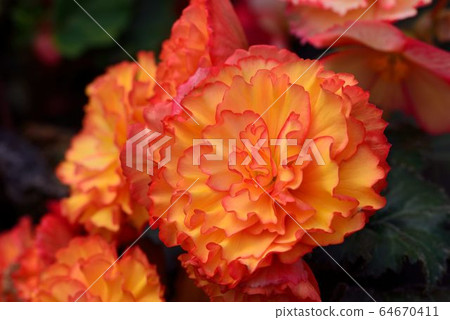 美麗佳人-麗格海棠  (Begonia hiemalis Fostsch) 64670411