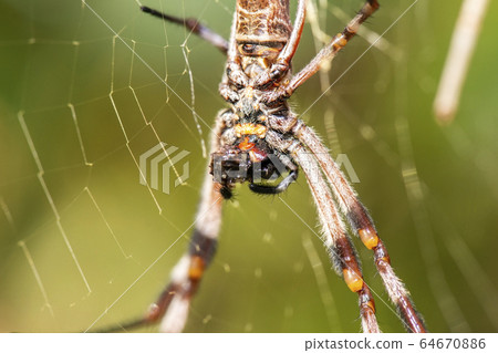 Australian Golden Orb-Weaver Spider 64670886