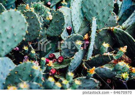 a lot of green Cactus flowers with needles a lot of green Cactus flowers with needles 64670970